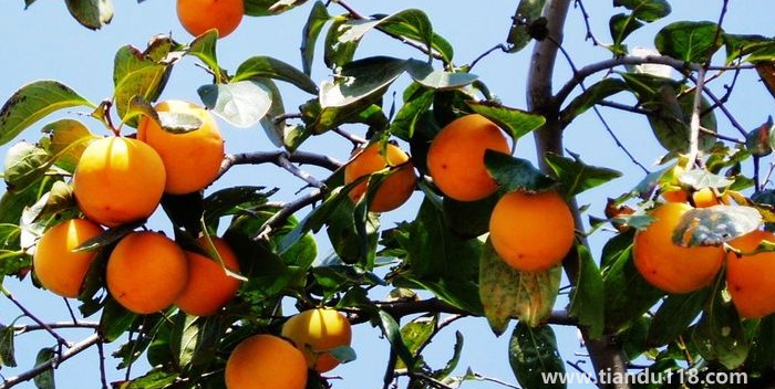 湖南邵陽(yáng)這四種特產(chǎn)，遠(yuǎn)近聞名，看看你吃過(guò)哪幾種？