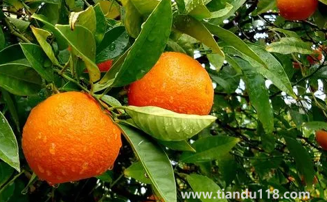 橙子揉一揉會(huì)變甜嗎（買回來(lái)的橙子太酸了怎么變甜）